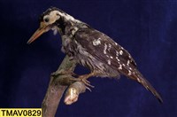 藏品(大赤啄木)的圖片